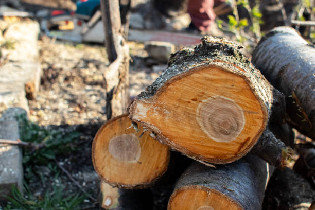 Frazeysburg, OH Tree Care Company