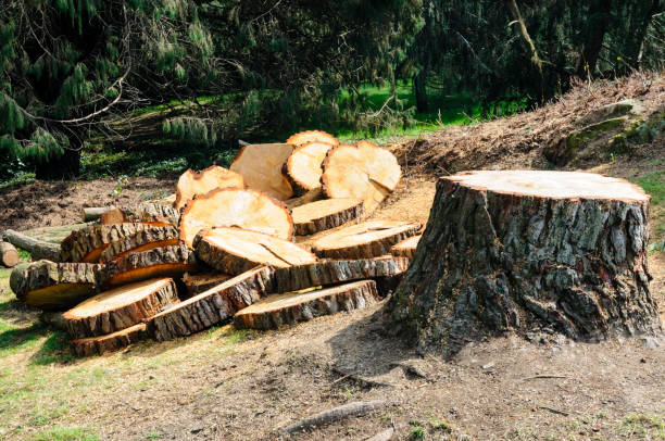 How Our Tree Care Process Works  in  Frazeysburg, OH